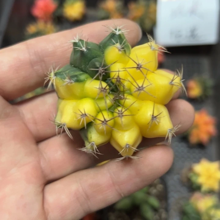 黄绿锦米哈仙人球脱土发货