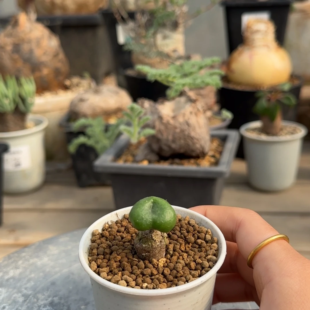 53欧巴奇峰锦块根植物