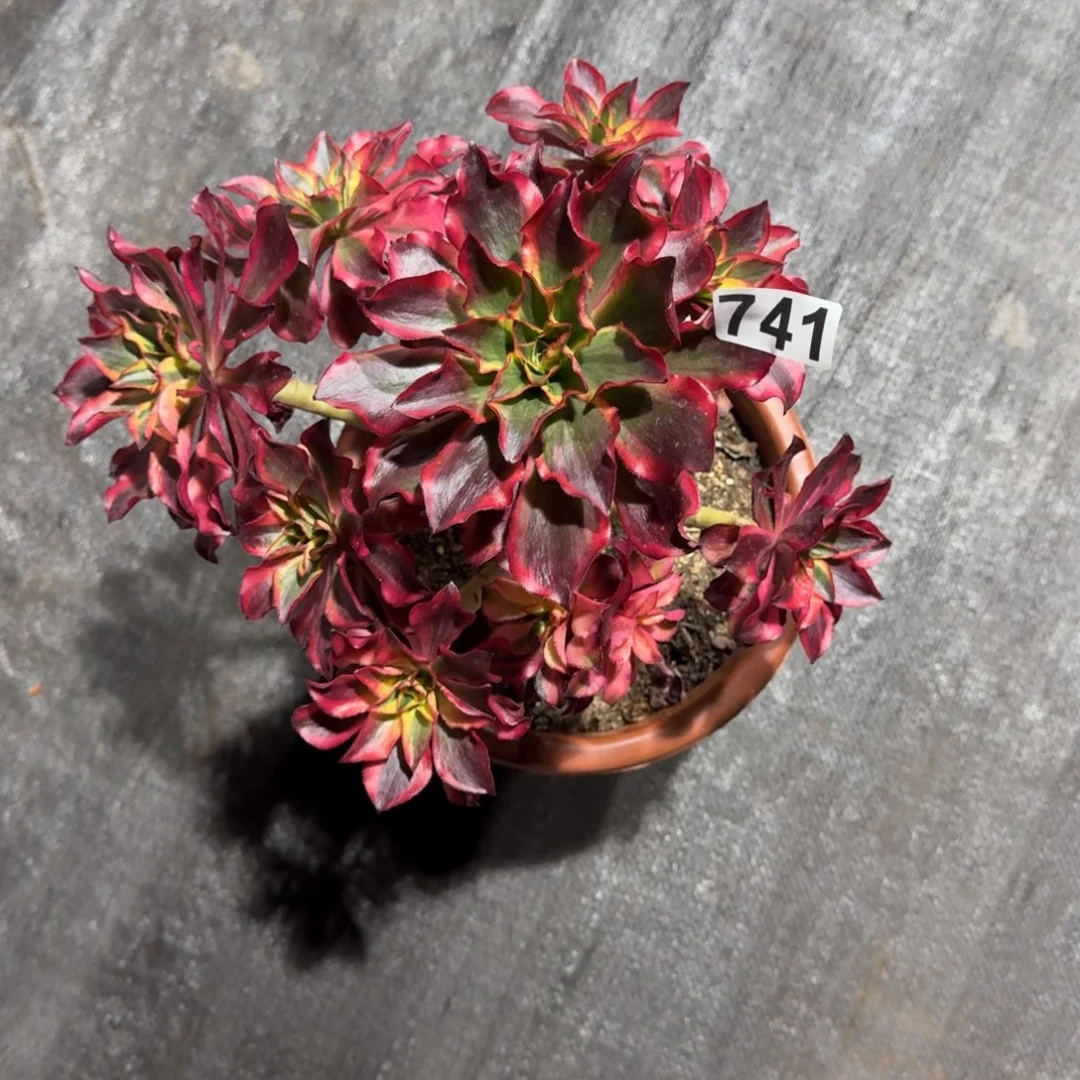 741多肉植物魅影多肉