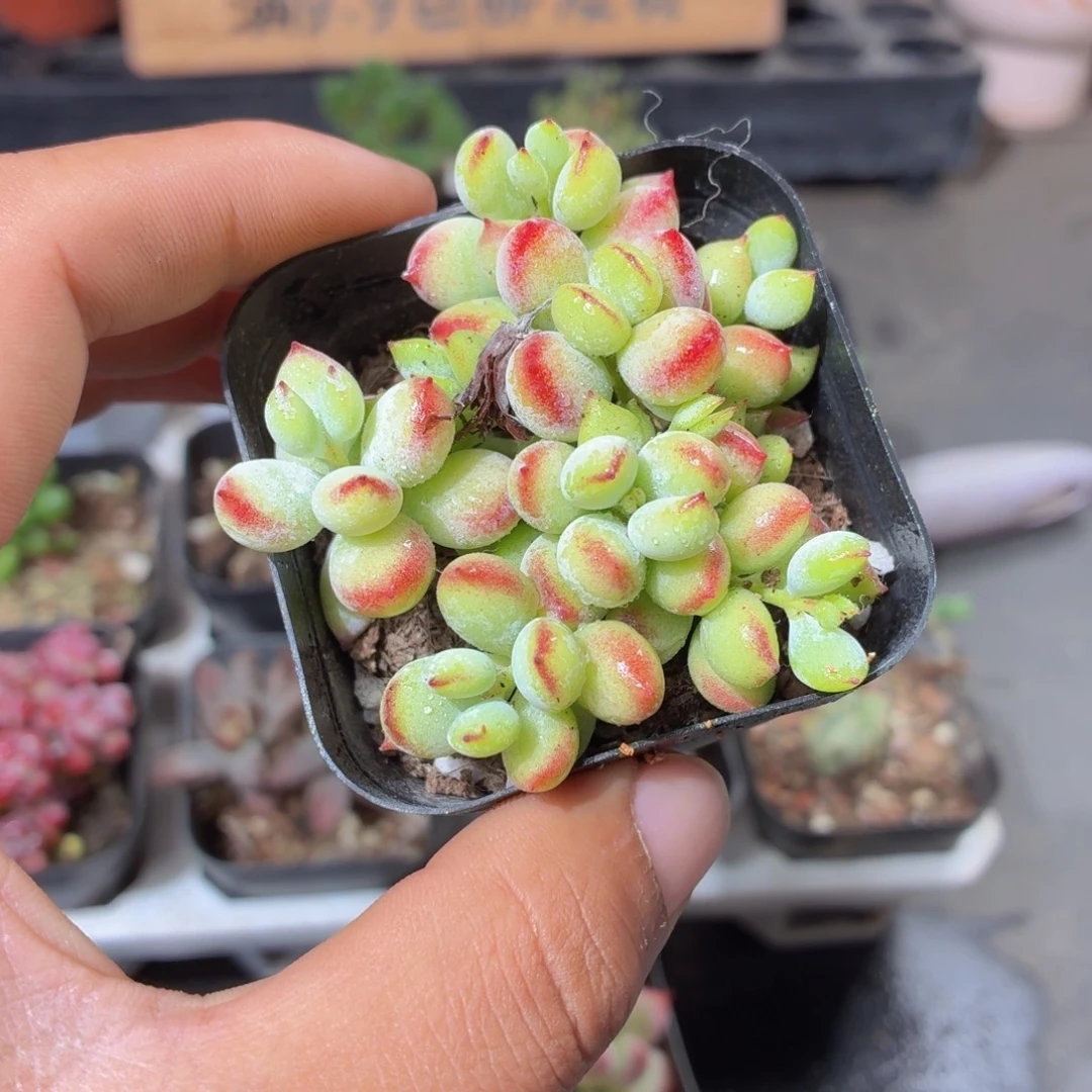 达摩福娘多肉9.9包邮发货