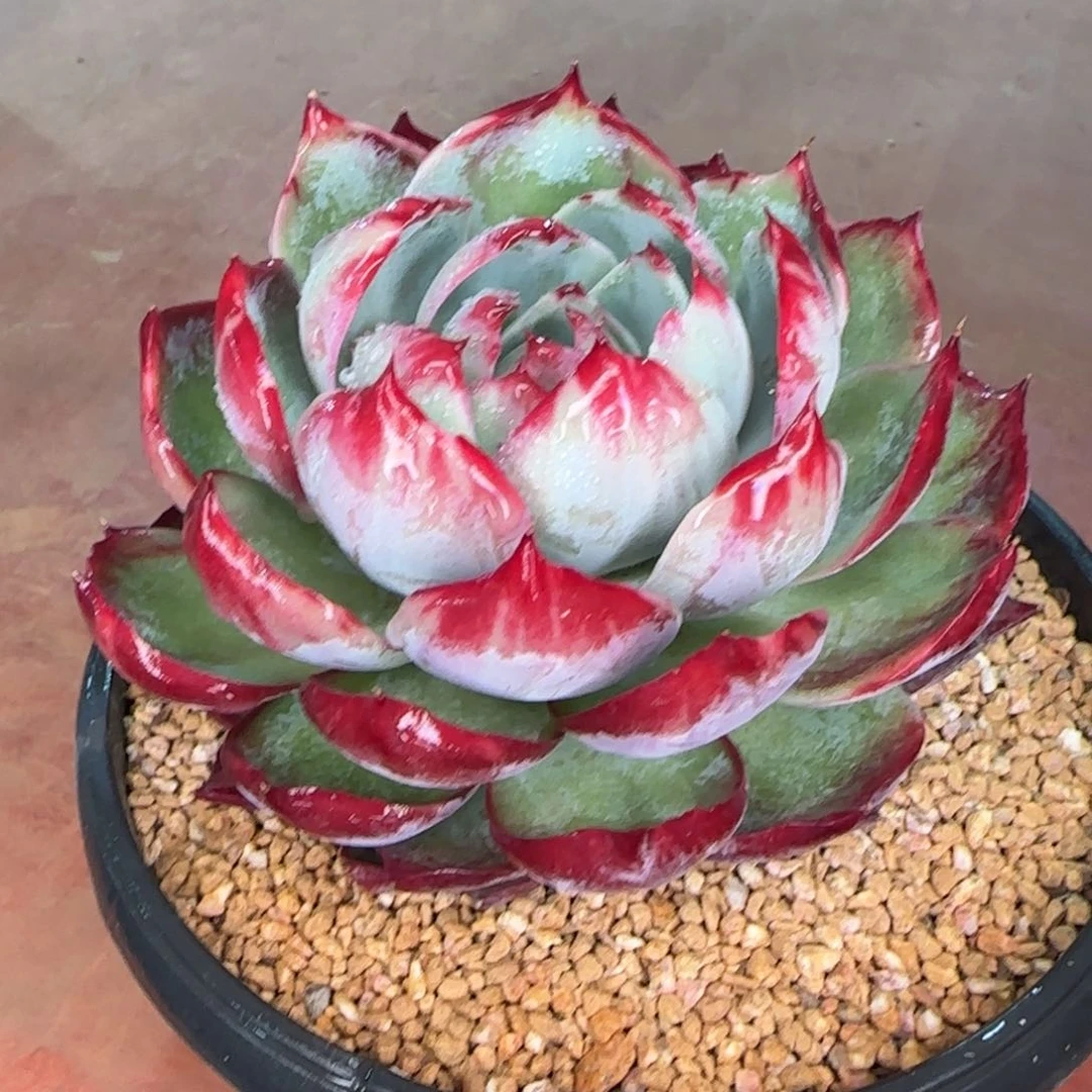 从前慢花园精选多肉惊鸿仙子