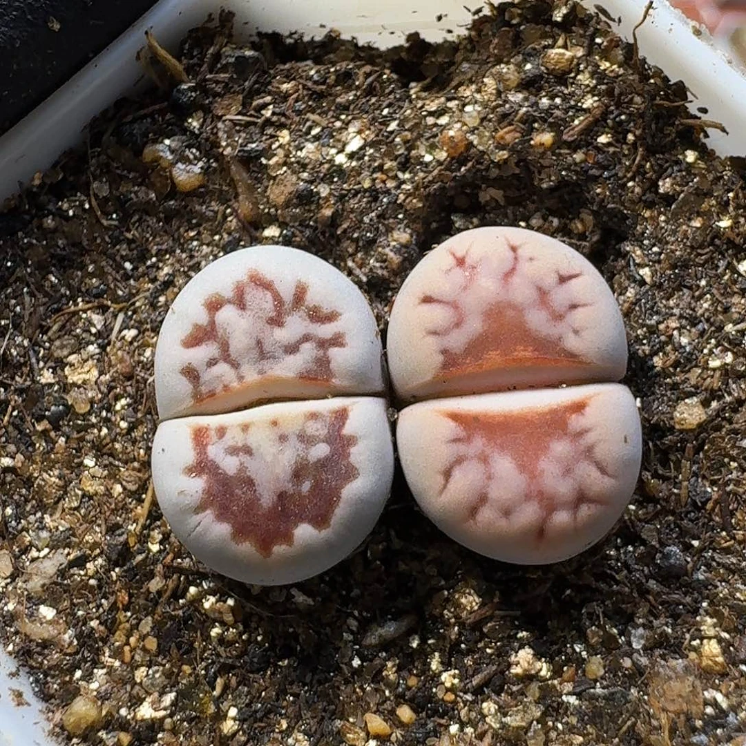 生石花23:：：。  37号