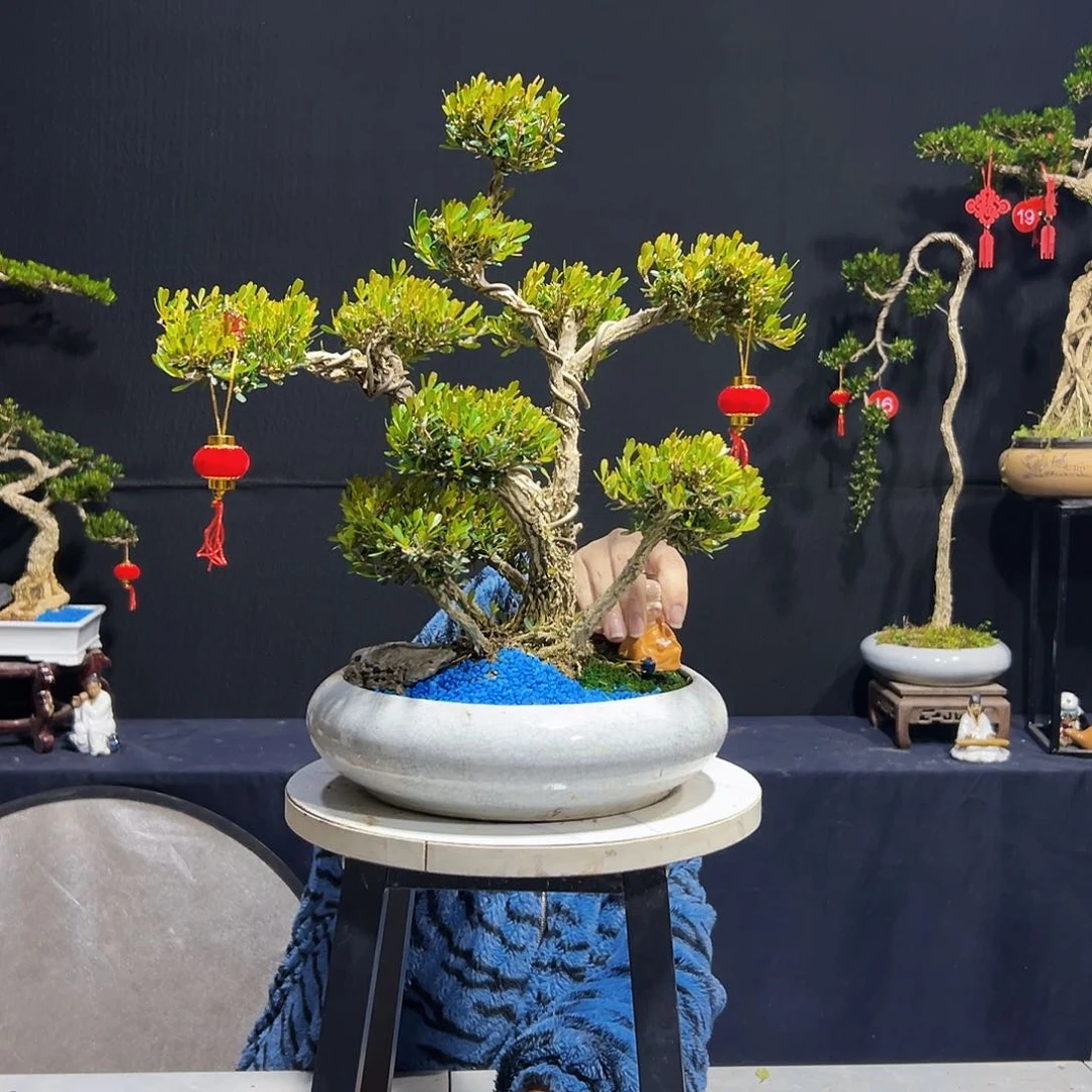 绿植广东皱皮黄杨木