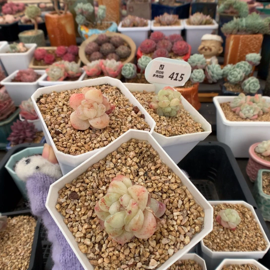 王****?415冰玉石化三棵多肉植物福利