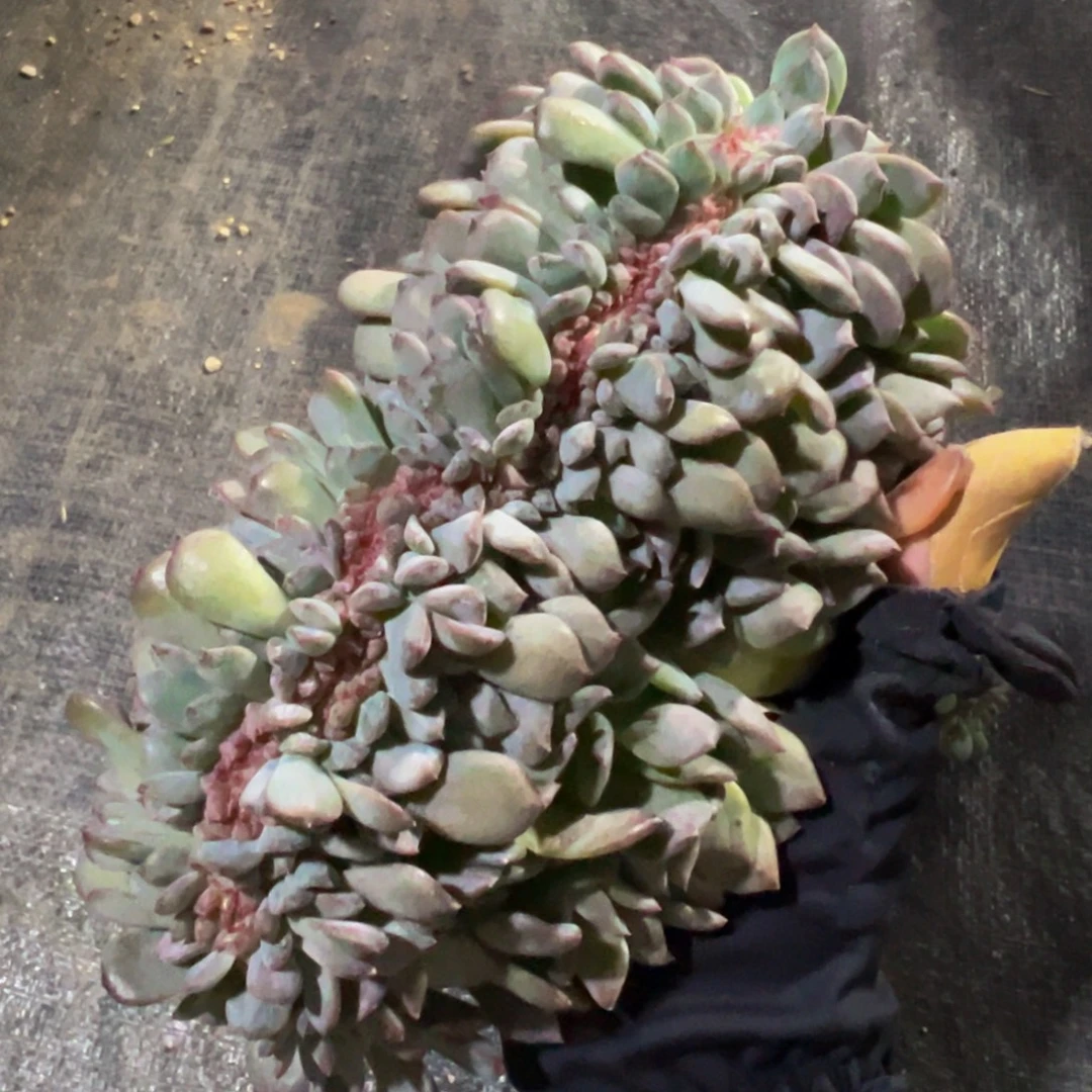 常***柒琥珀缀555 天天开心