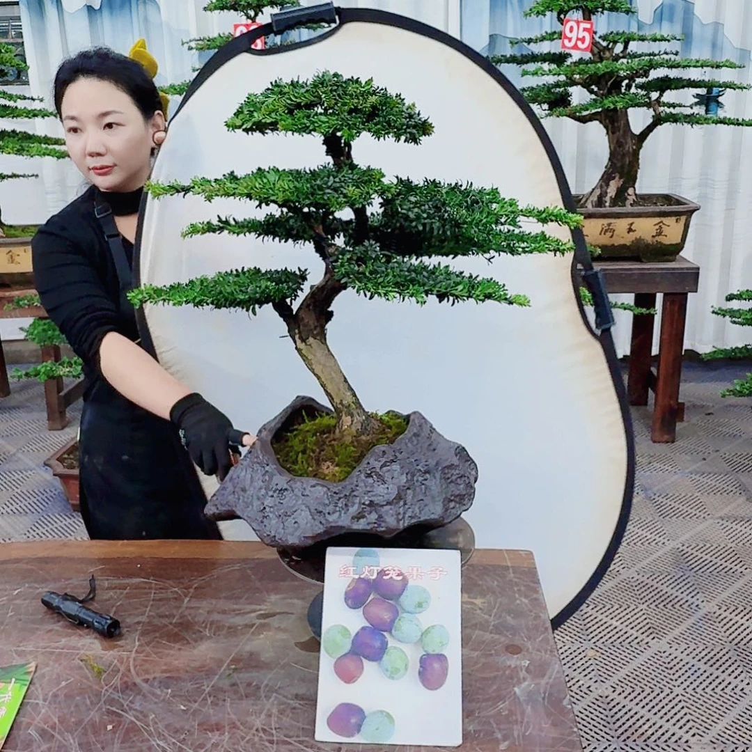 无花朵罗汉松一物一拍888