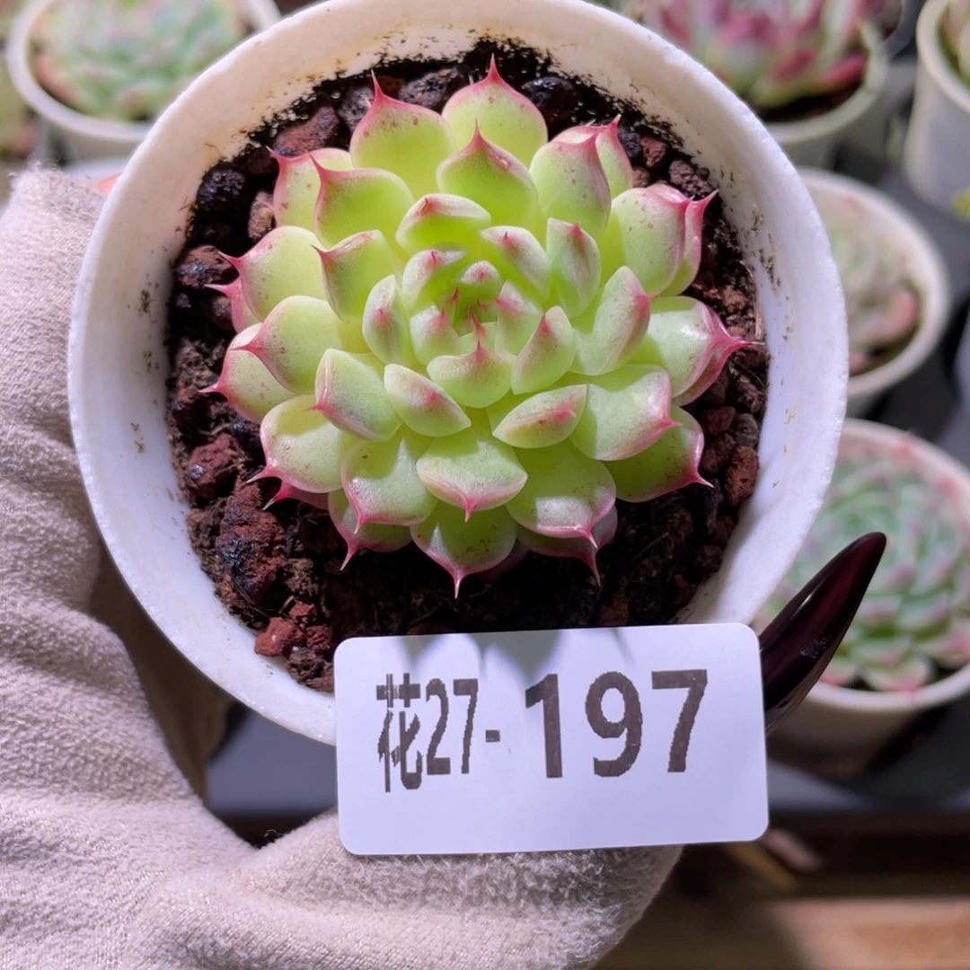 花利美27-197海王