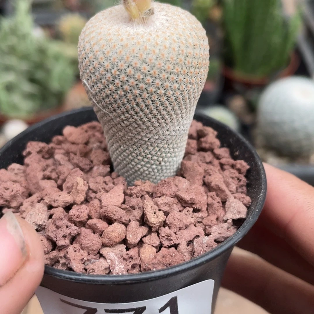 771实生小人帽仙人球植物