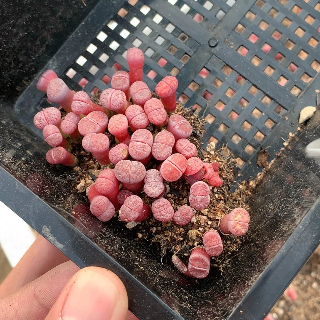 迷***子C744多肉植物保护研究所