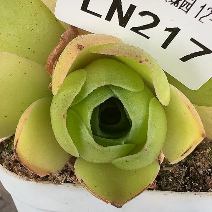 露妮217帕美至爱Ｘ凤冠黄体侧芽