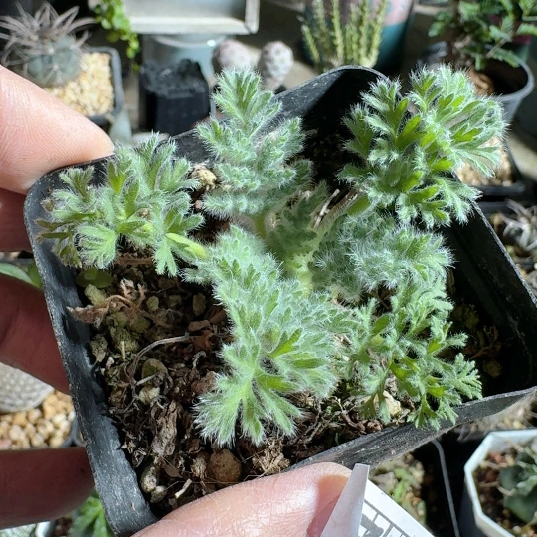 718羽叶洋葵带盆发货