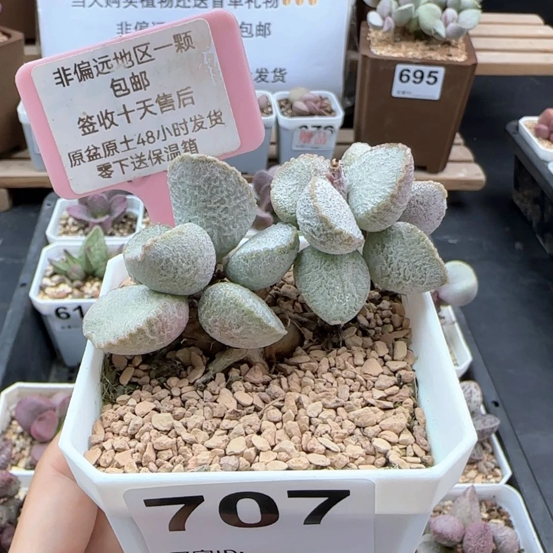 707圣姬多肉植物