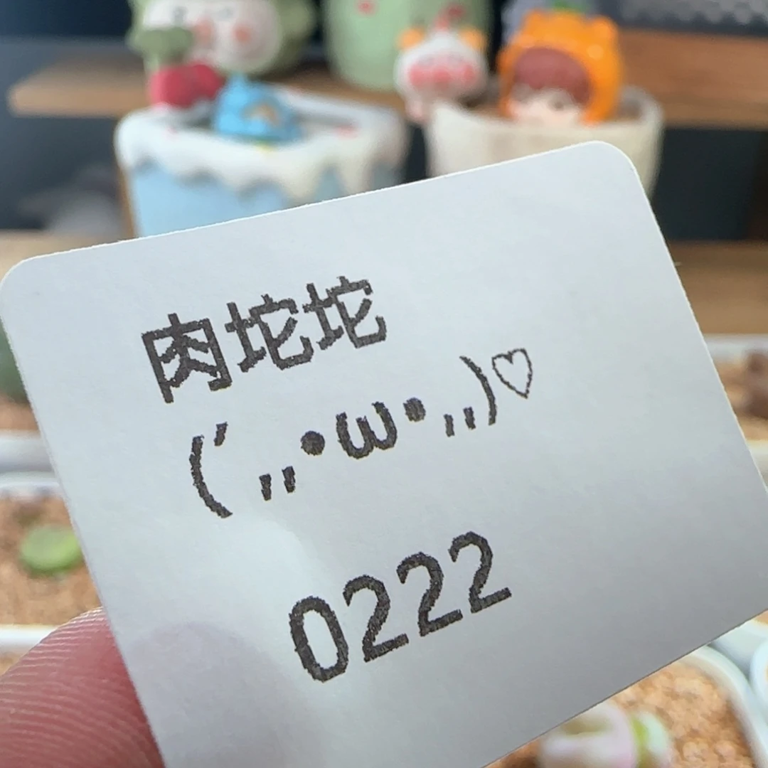 ****^0222/多肉植物///