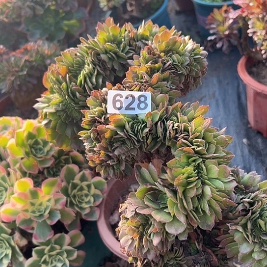 静***生多肉植物一个万追微瑕628