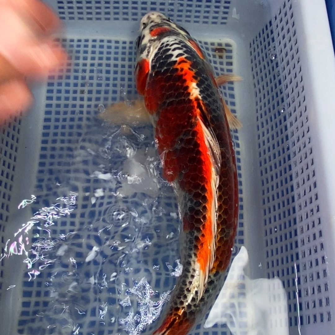 锦鲤冷水锦鲤包邮