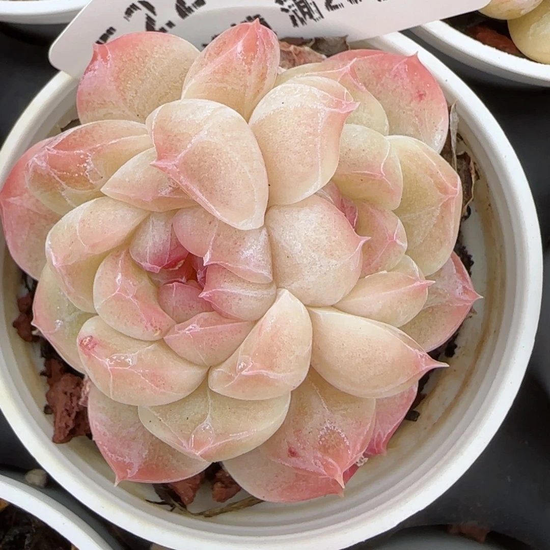 花语逸镜0214-522