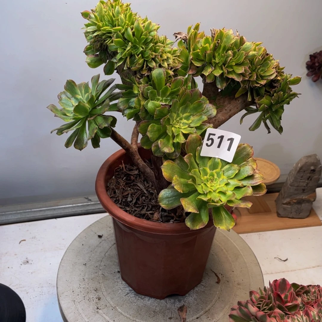 保***姨多肉植物花脸缀511