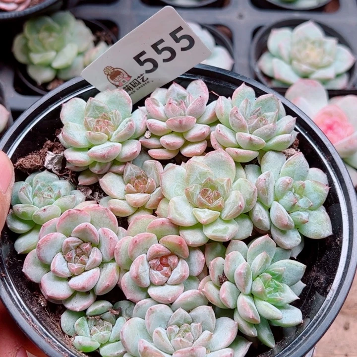 多肉植物多肉植物