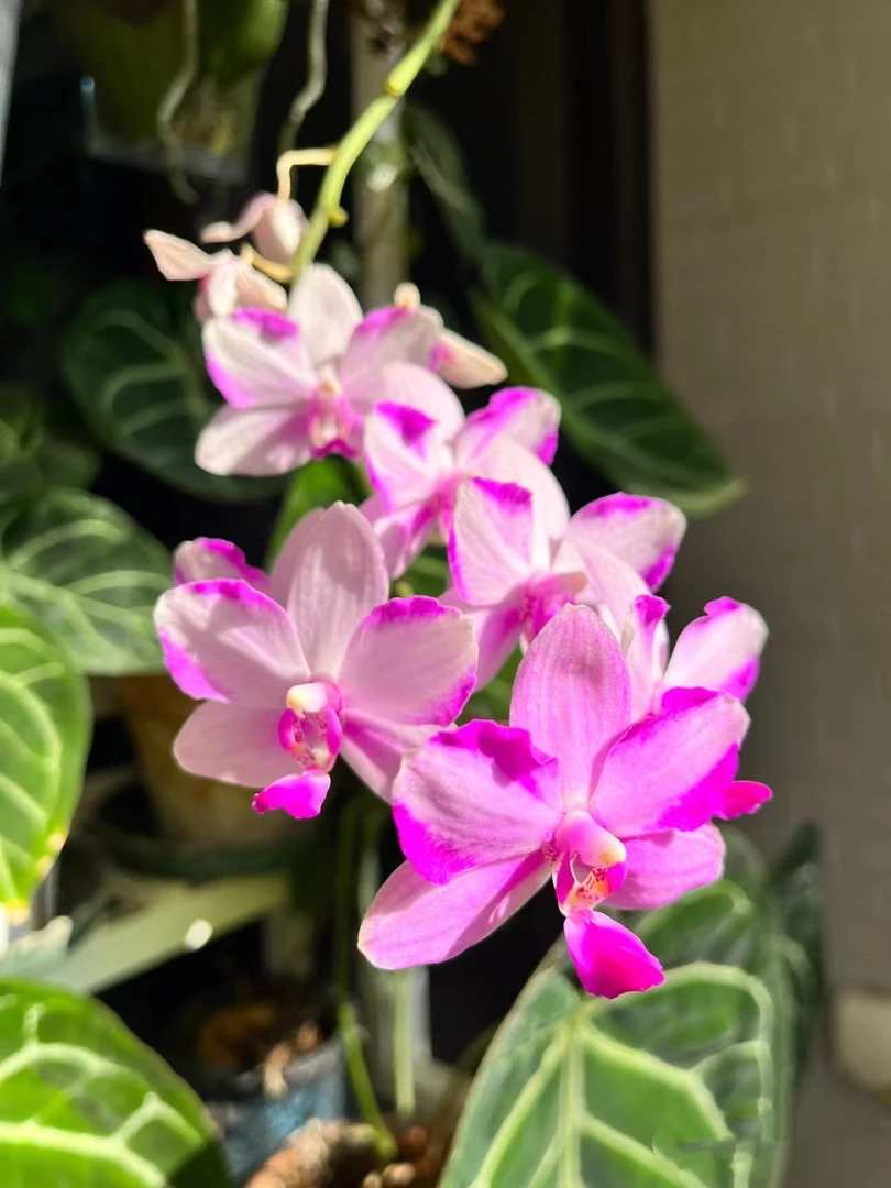 【双花剑】韩国水晶胡蝶兰花苗带花剑3.0寸杯