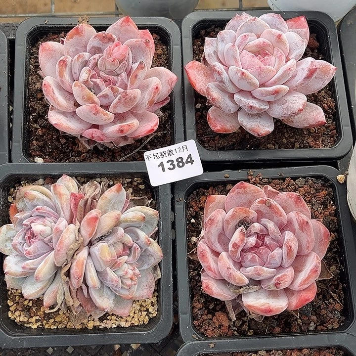 阿雅园艺。       1384四颗