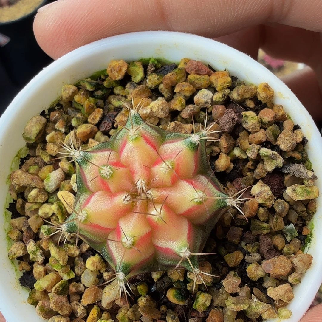 当前无花朵，栽培后可花朵