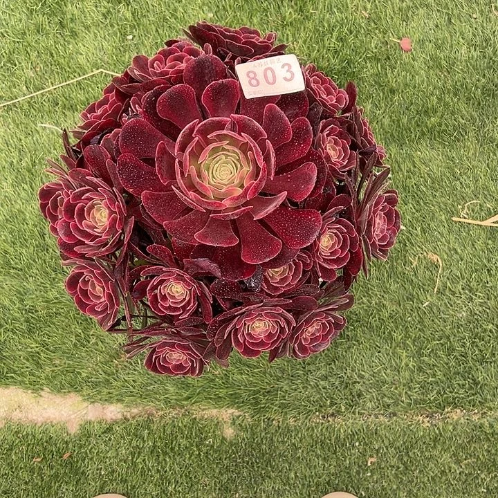 无花朵803爱神多肉植物