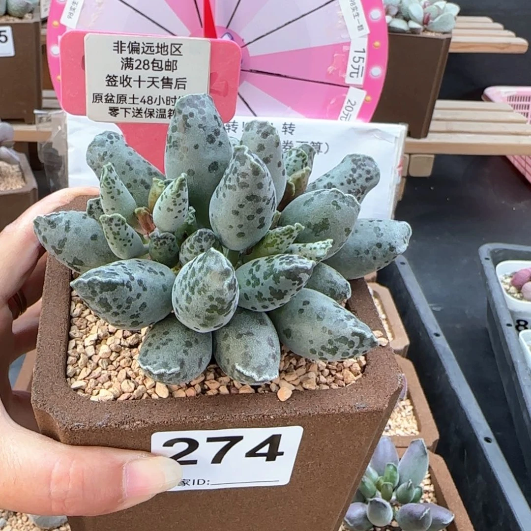 274白肌海报多肉植物