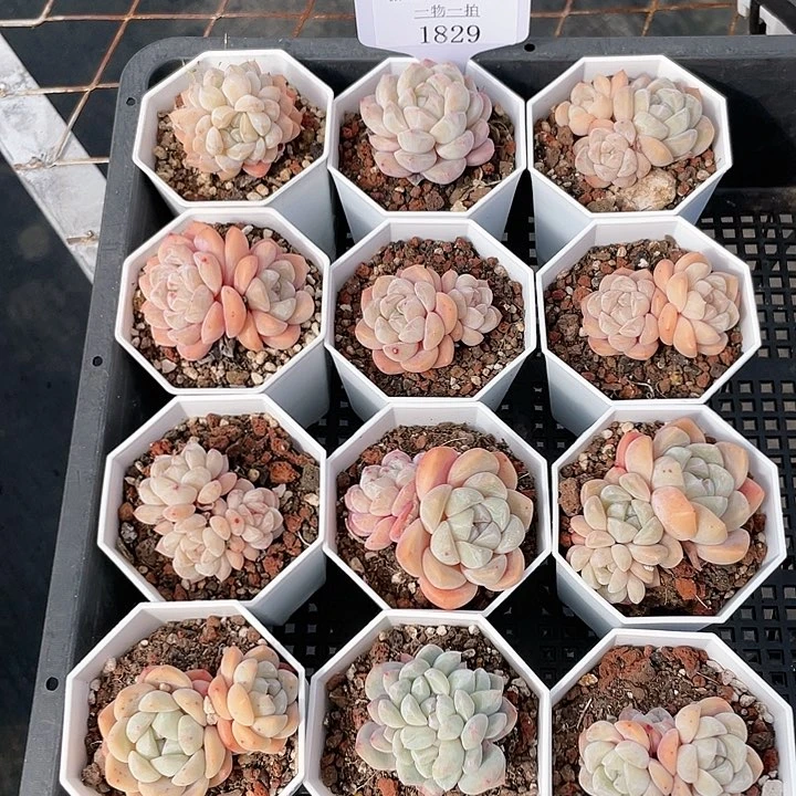 薇薇安园艺多肉1829