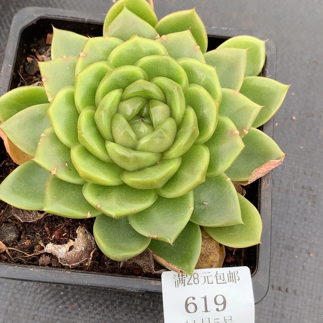 【闪购商品】云619号皮埃拉珍妮