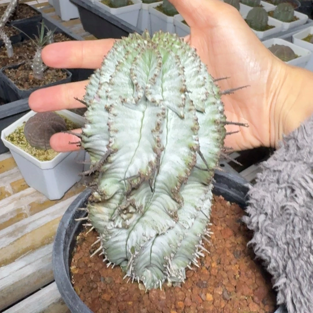 白衣魁伟玉一物一拍多肉