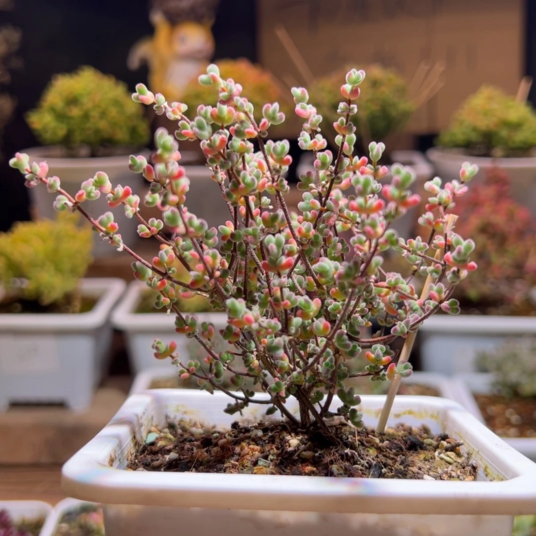 530月曲一物一拍包开箱