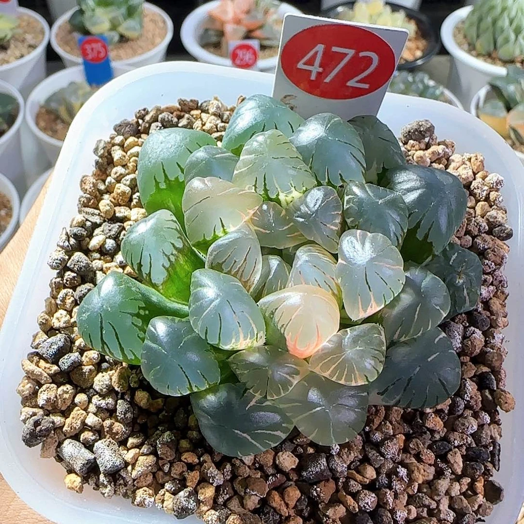 472号大窗冰灯玉露锦一物一拍带盆土