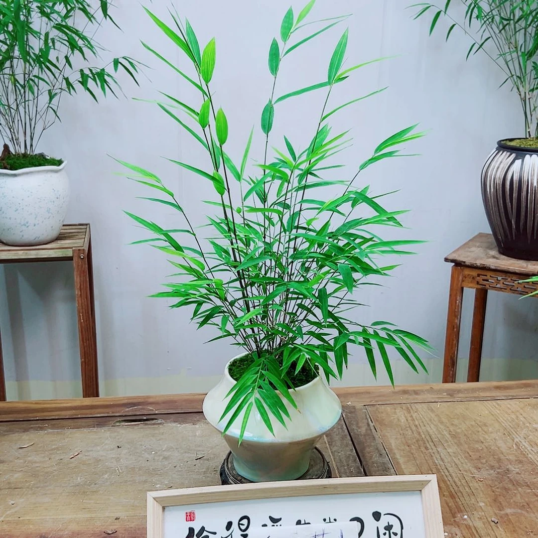 不开花植物内门竹带盆种好