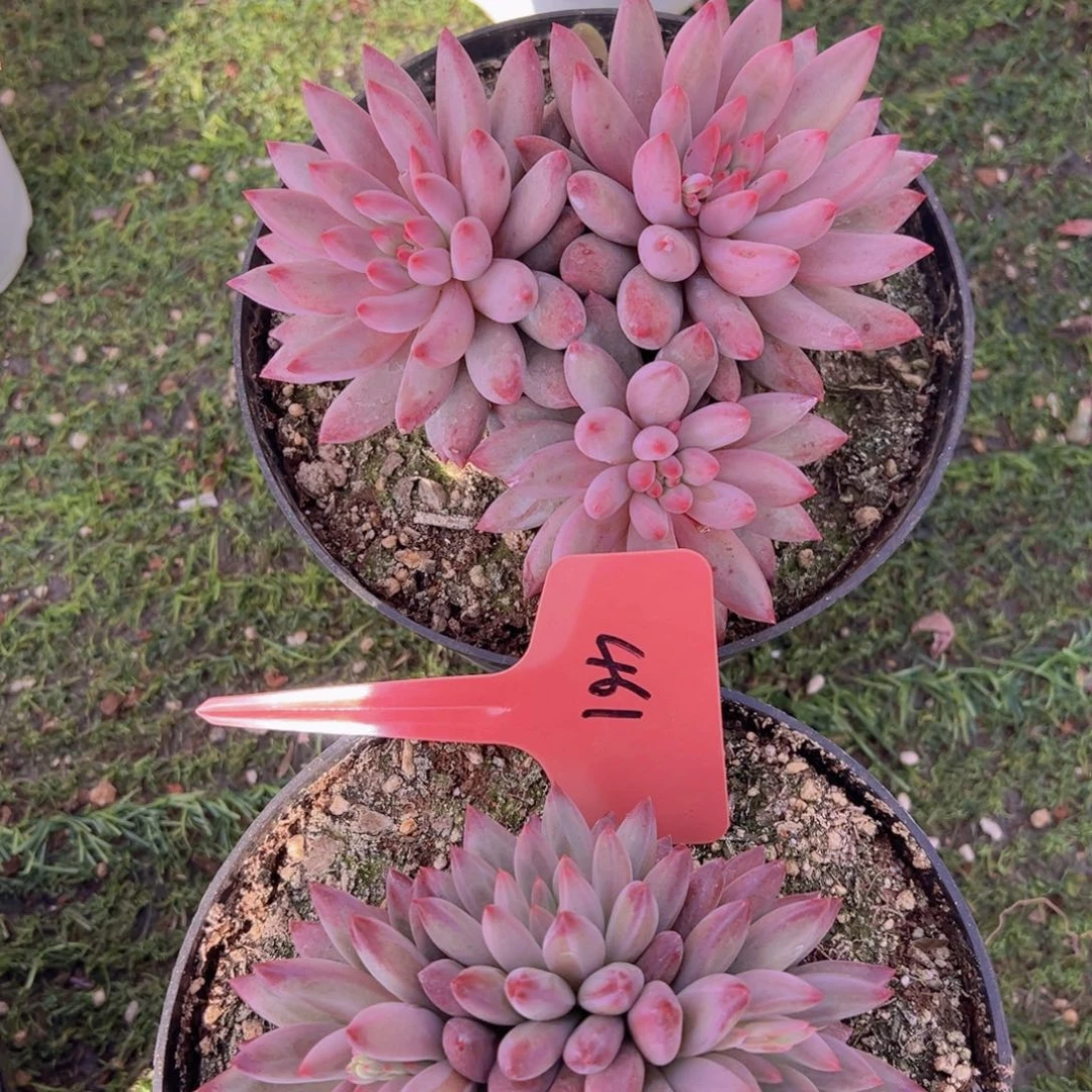 用****8香玉的故事是一个人的故事