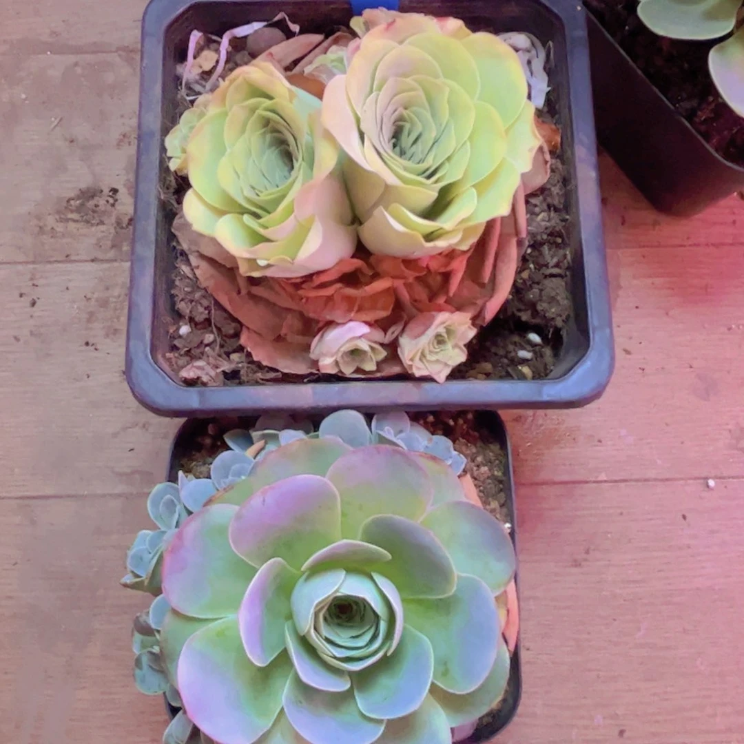 310 山地玫瑰绿色