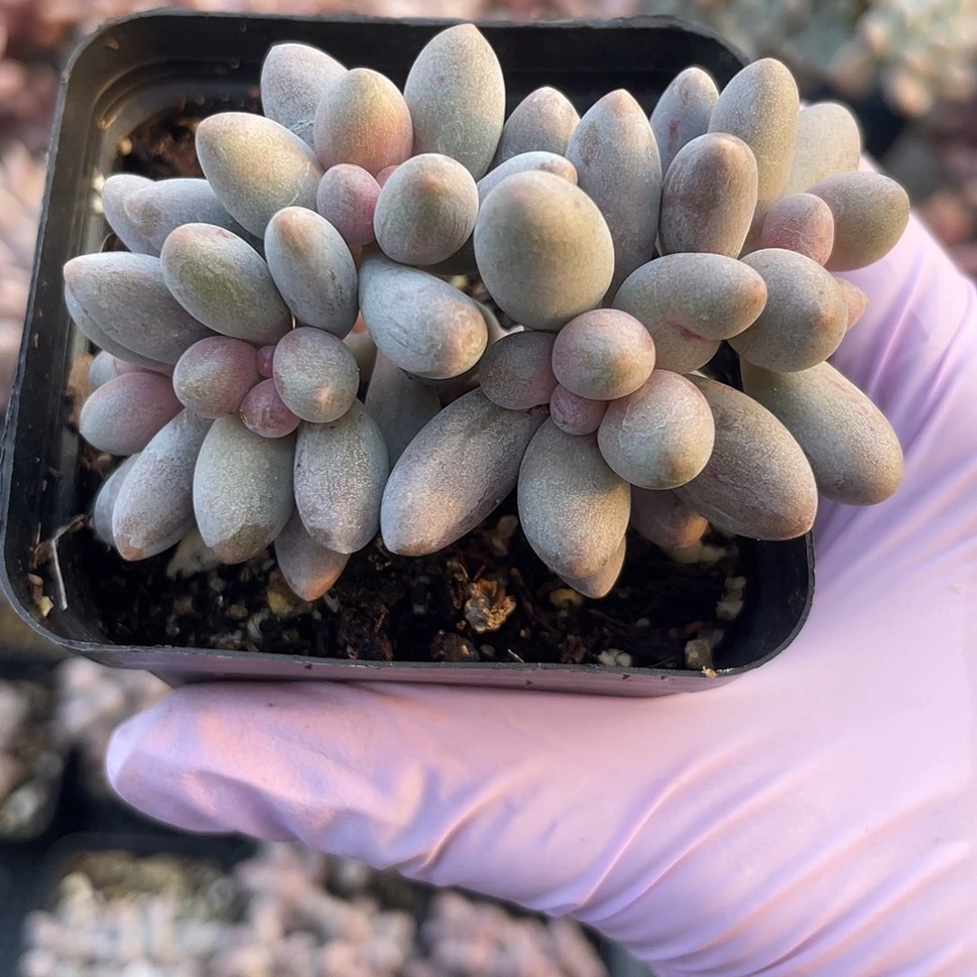 桃花奶（宝石奶）。