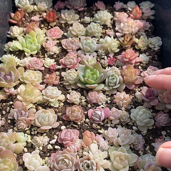 35 多肉植物盆栽花卉