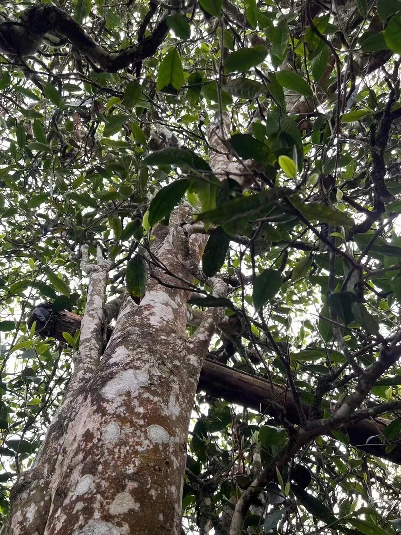 昔归丫口单珠  2025年春（生茶）散茶