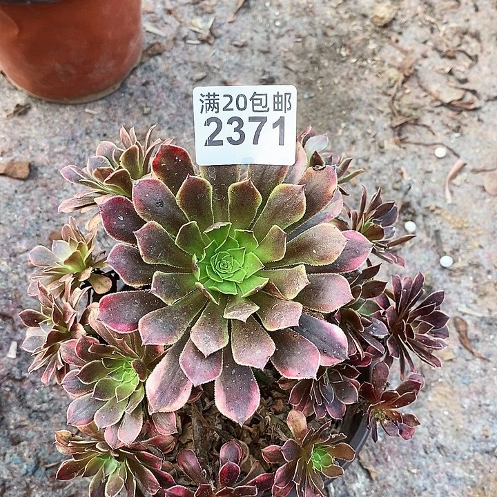 2371 一颗法师多肉