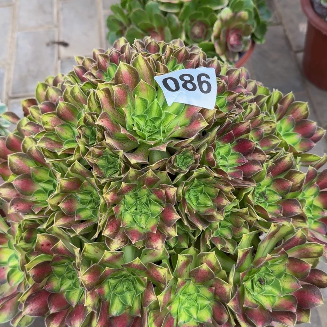 多肉植物086韶华法师