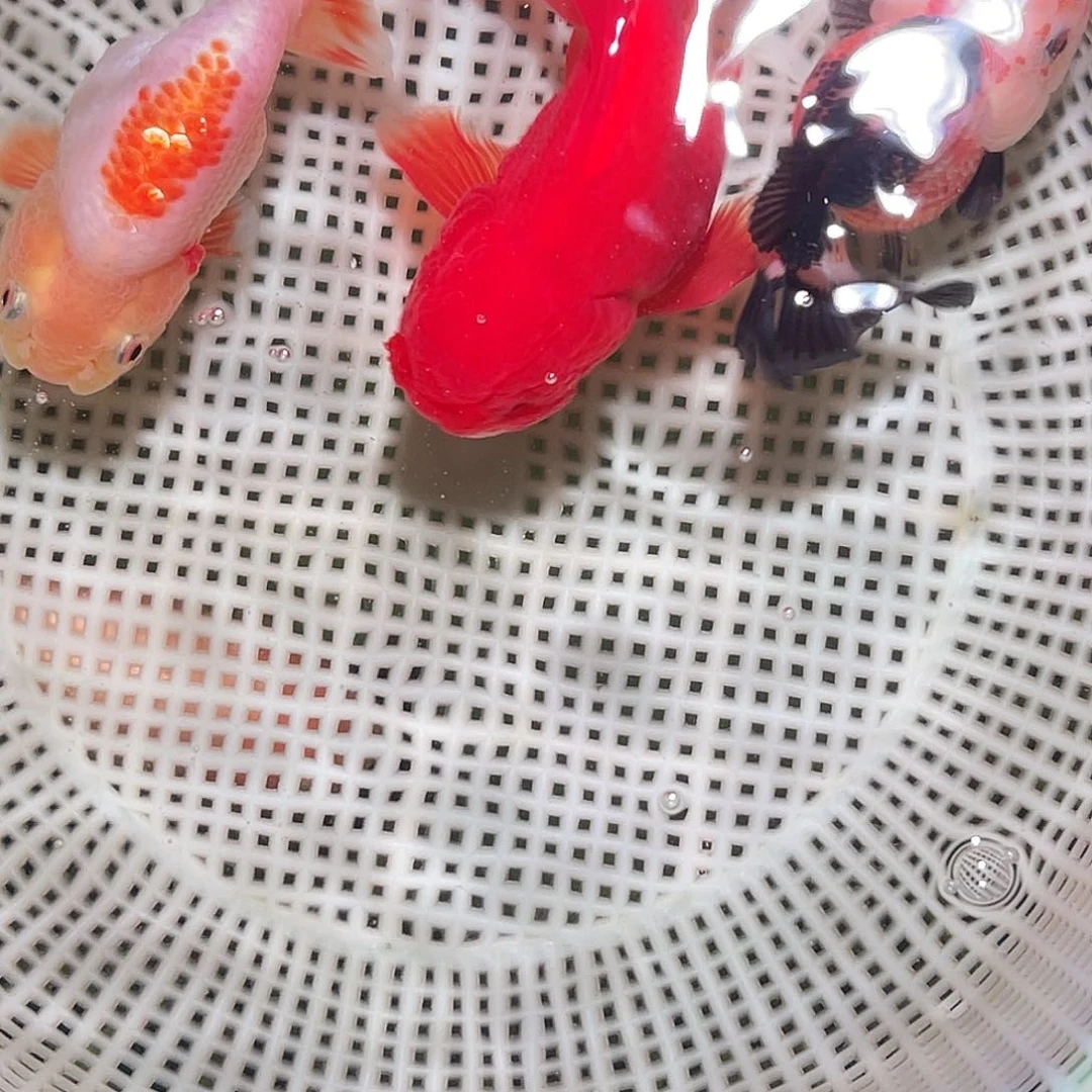 ****生海水运费60三条鱼100