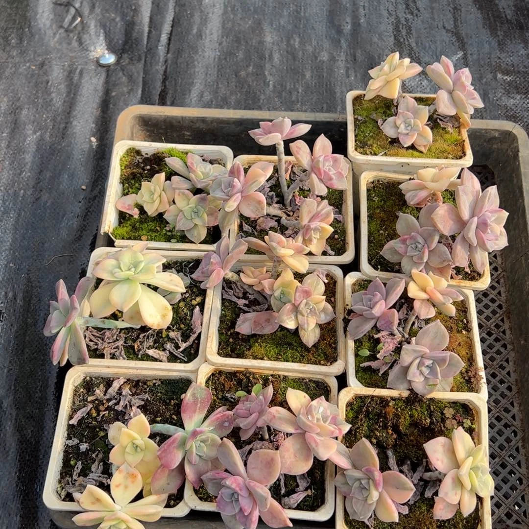 多肉植物紫乐锦10颗