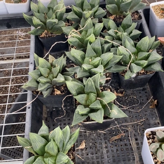 一颗优选实生大裹般若 挑好的发货 福利