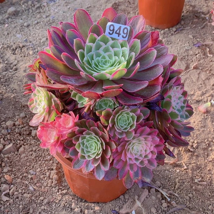 949多肉植物孔雀翎