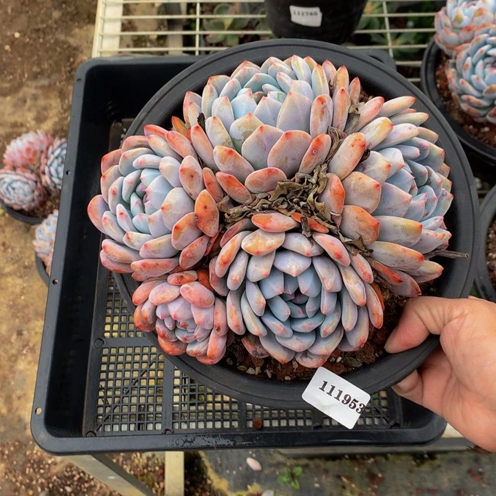 111953多头一个嗯嗯嗯嗯嗯好