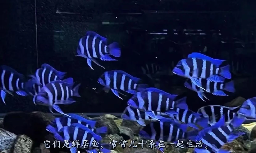 非洲坦湖野生萨伊蓝三湖慈鲷观赏热带鱼