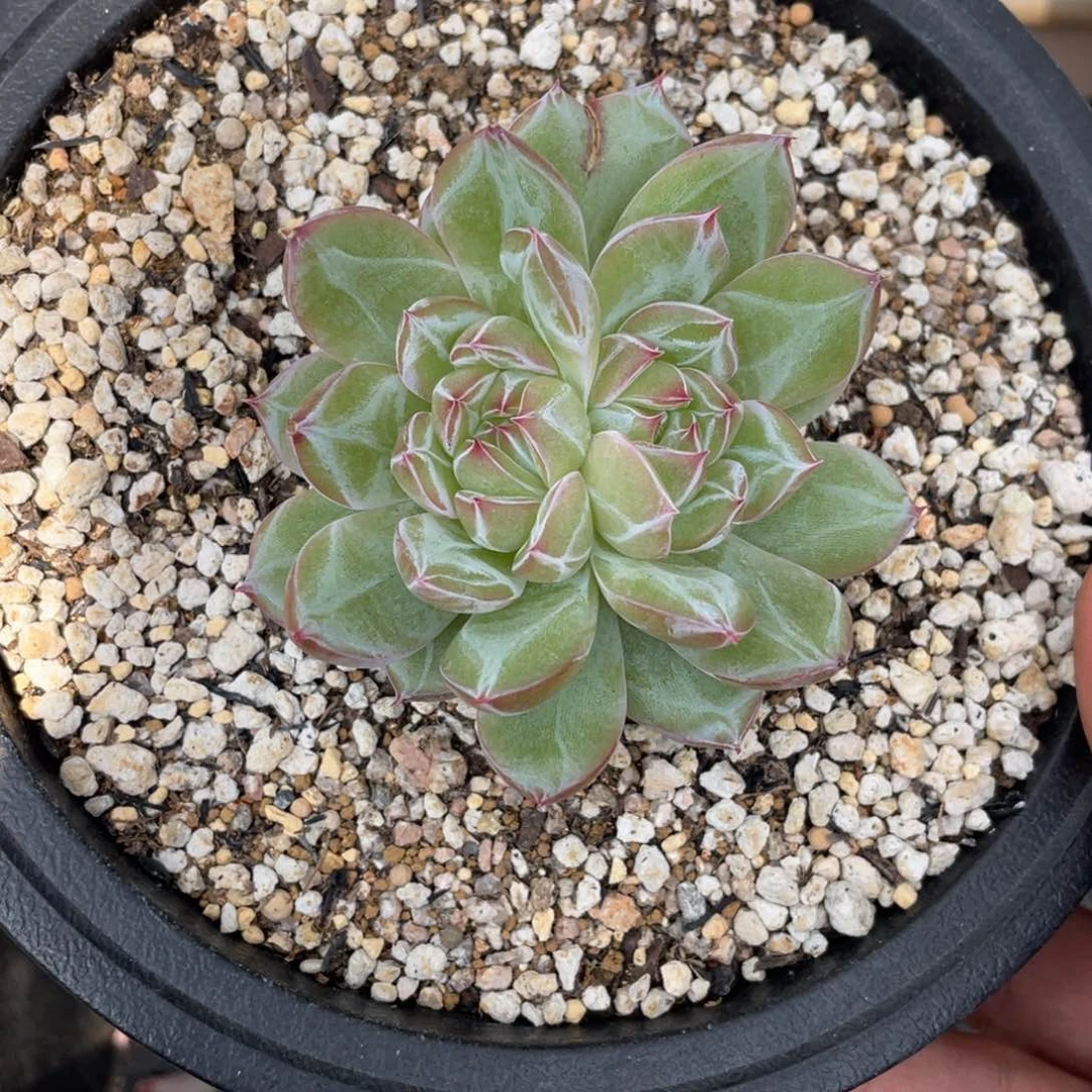 0047雪花珍妮不带盆7厘米