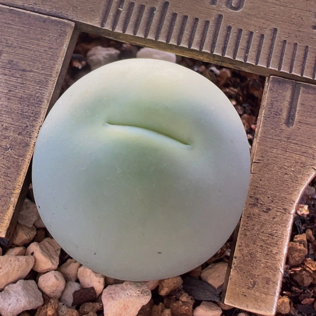 嘟嘟嘴鸽子蛋母本带盆