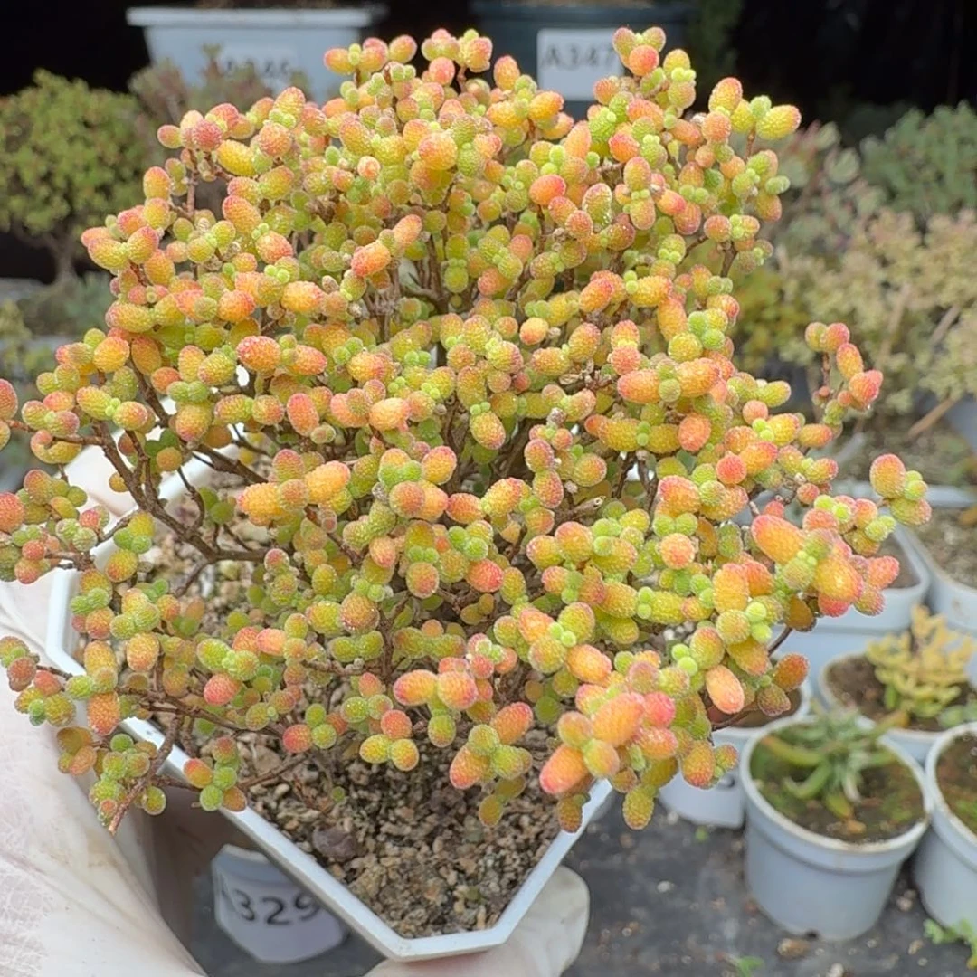 A387精控蜜橘糖球枝干