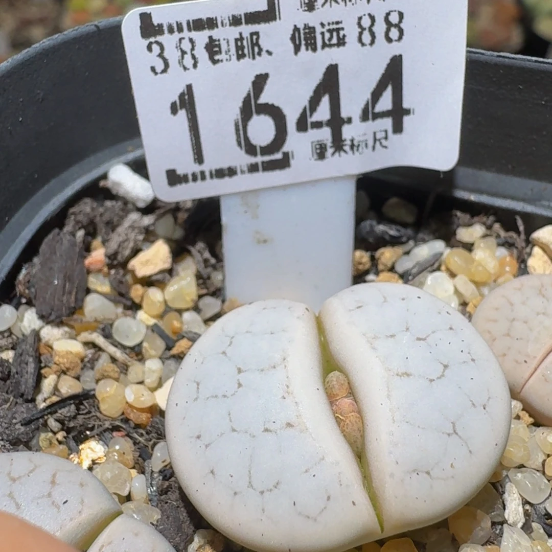 Ssss精品生石花1644